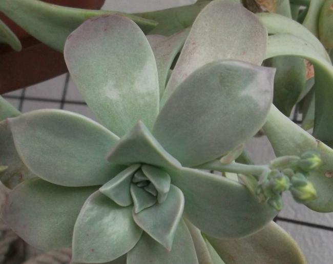 Name:  DSCF8652.jpg
Views: 592
Size:  32.0 KB