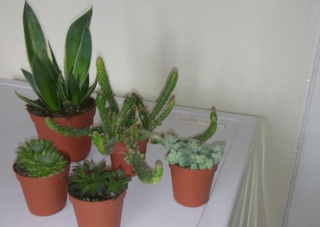 Name:  20160227_101209-1.jpg
Views: 667
Size:  26.4 KB