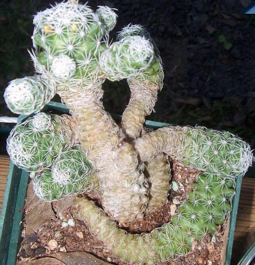 Name:  Mammillaria-gracilis-2.jpg
Views: 636
Size:  73.7 KB