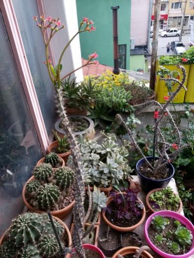 Name:  20160304_150950.jpg
Views: 797
Size:  51.0 KB