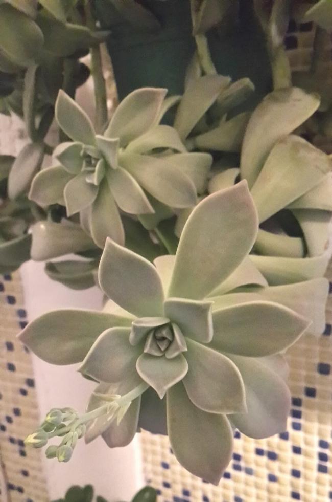 Name:  graptopetalum paraguayense.jpg
Views: 1404
Size:  62.7 KB