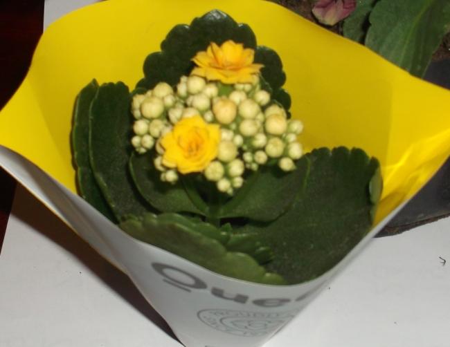 Name:  DSCF8792.jpg
Views: 803
Size:  30.0 KB
