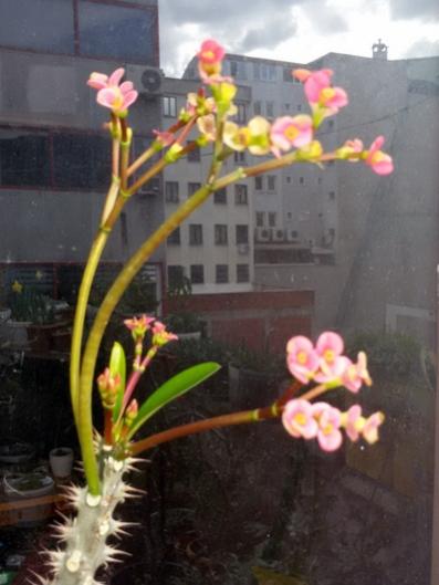 Name:  20160304_150711.jpg
Views: 759
Size:  29.4 KB