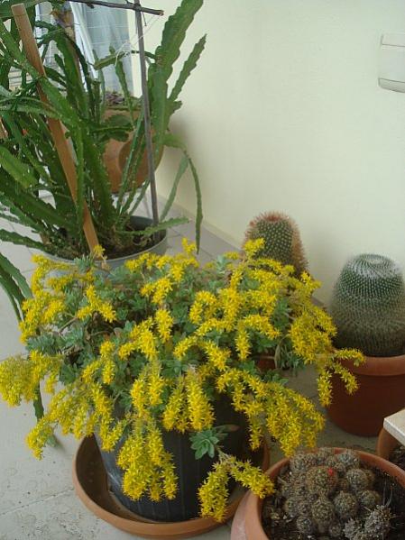 Name:  DSC08291.jpg
Views: 1128
Size:  53.0 KB