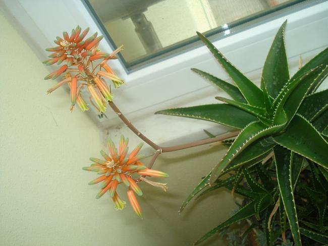 Name:  DSC08300.jpg
Views: 1389
Size:  39.9 KB