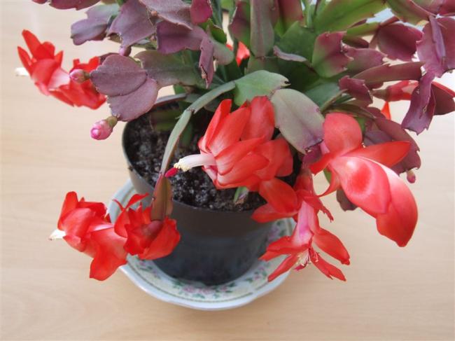 Name:  DSCF5115.jpg
Views: 726
Size:  39.5 KB
