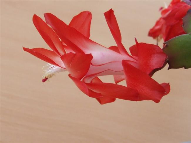 Name:  DSCF5113.jpg
Views: 738
Size:  23.4 KB