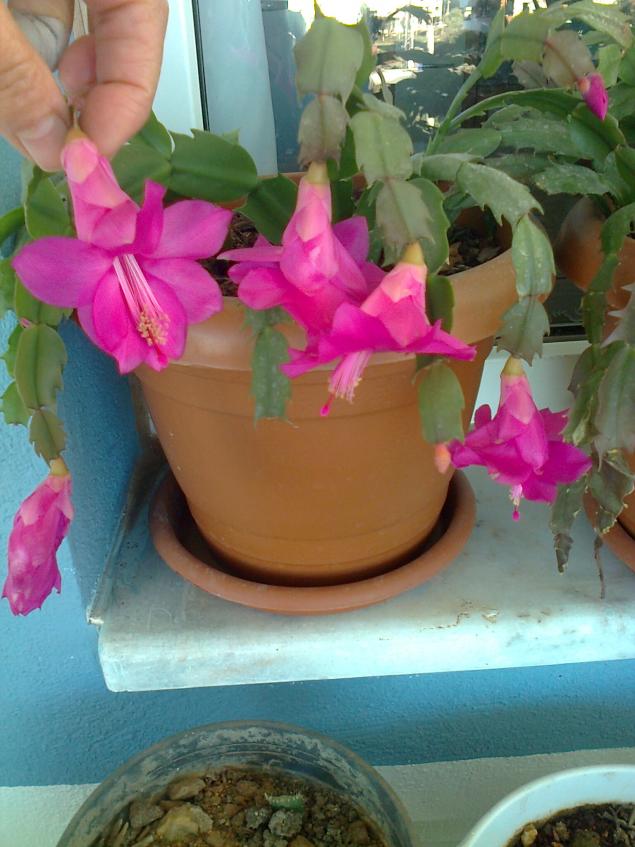 Name:  Fotoraf3445.jpg
Views: 663
Size:  70.1 KB