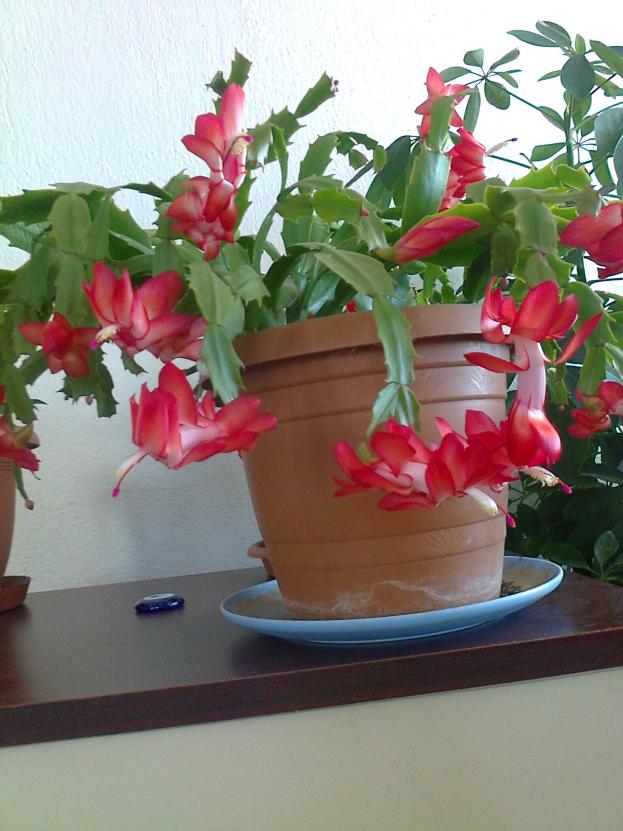 Name:  Fotoraf3428.jpg
Views: 650
Size:  69.9 KB