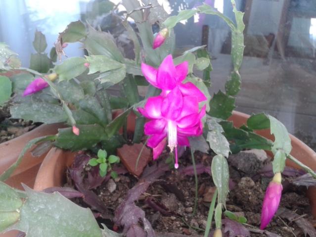 Name:  20160124_120432.jpg
Views: 619
Size:  44.8 KB