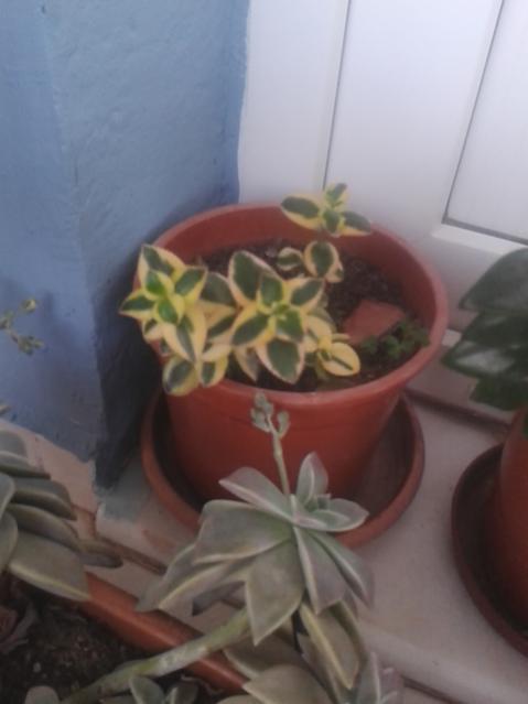Name:  20160219_073620.jpg
Views: 695
Size:  25.2 KB