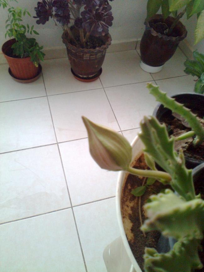 Name:  Fotoraf3306.jpg
Views: 608
Size:  56.1 KB