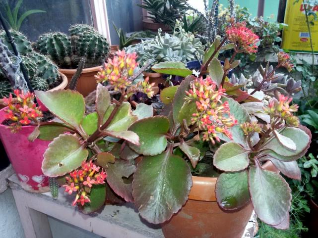 Name:  20160322_150025.jpg
Views: 663
Size:  70.9 KB