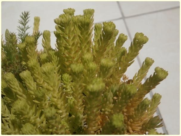 Name:  Sedum rupestre 'angelina' taba2.jpg
Views: 846
Size:  39.5 KB