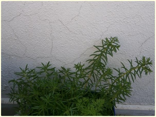 Name:  Sedum rupestre 'angelina' taba3.jpg
Views: 861
Size:  46.8 KB