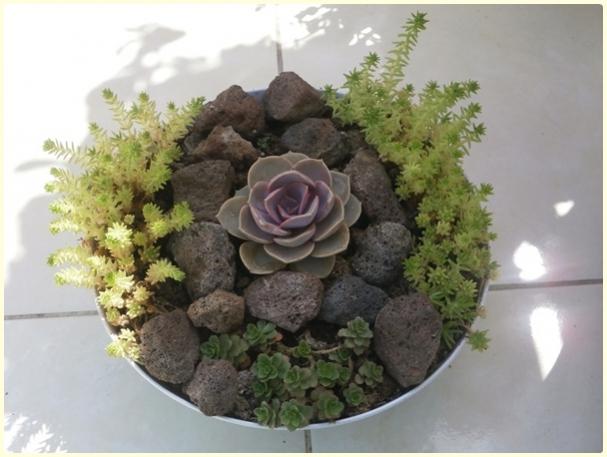 Name:  Echeveria 'Perle von Nurnberg'-Aranjman.jpg
Views: 1029
Size:  37.0 KB