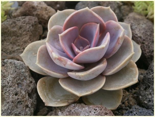 Name:  Echeveria 'Perle von Nurnberg'2.jpg
Views: 1115
Size:  44.2 KB