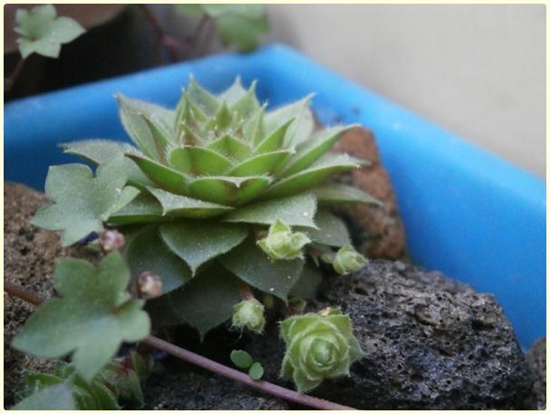 Name:  Sempervivum - Kader iei1.jpg
Views: 1272
Size:  37.3 KB