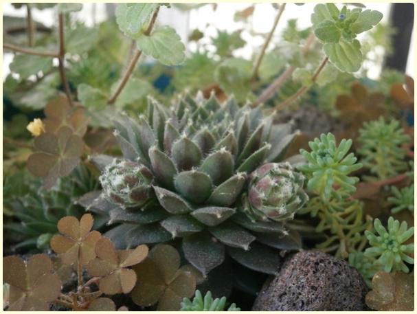 Name:  Sempervivum - Kader iei2.jpg
Views: 1243
Size:  43.3 KB