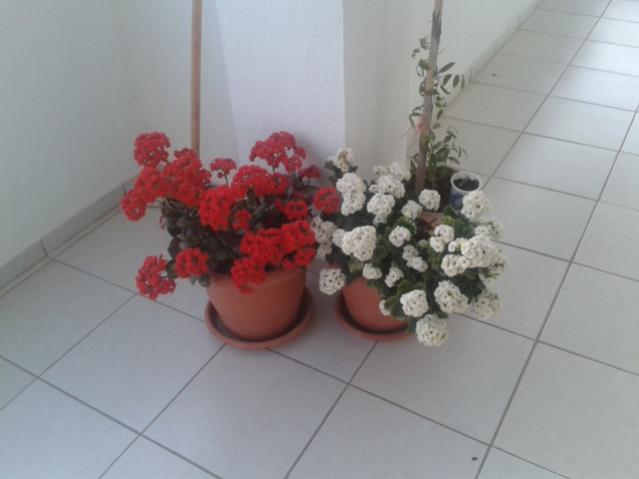 Name:  20160407_064703.jpg
Views: 517
Size:  25.9 KB