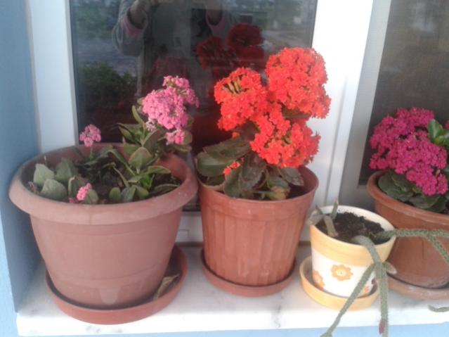 Name:  20160407_065218.jpg
Views: 507
Size:  35.0 KB
