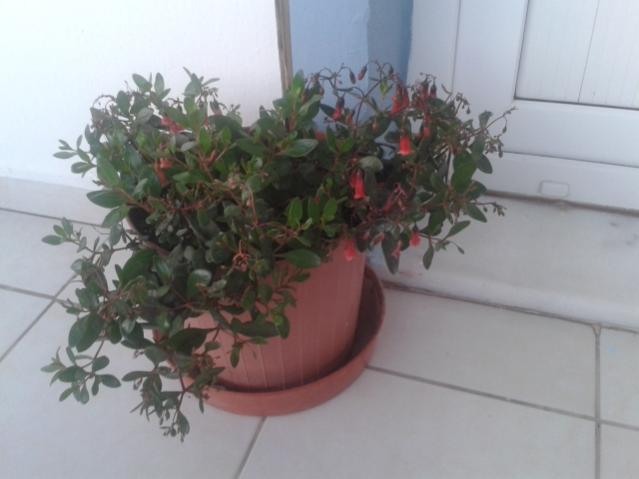 Name:  20160407_065237.jpg
Views: 507
Size:  29.5 KB