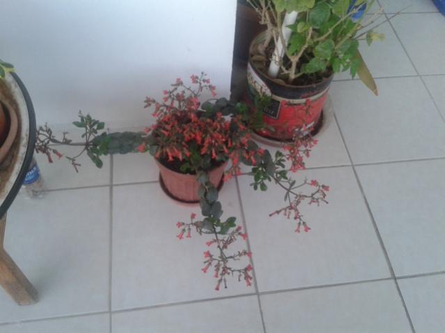 Name:  20160407_065307.jpg
Views: 495
Size:  27.9 KB
