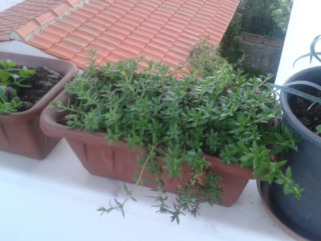 Name:  20160407_064840.jpg
Views: 971
Size:  41.2 KB