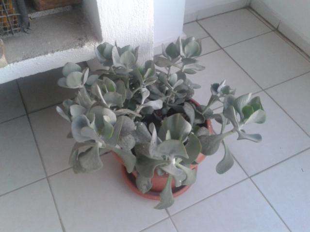 Name:  20160407_065320.jpg
Views: 941
Size:  28.5 KB
