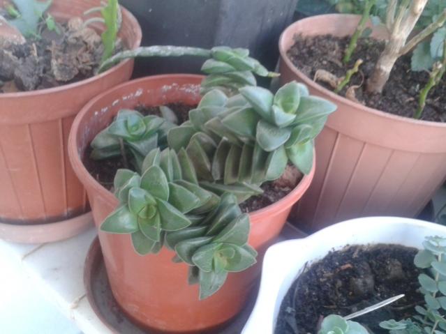 Name:  20160407_065415.jpg
Views: 942
Size:  38.8 KB
