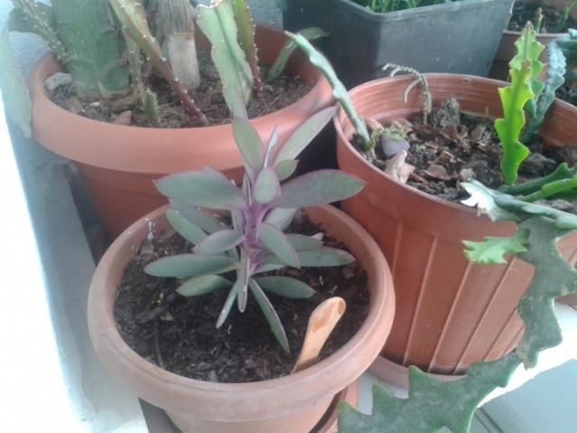 Name:  20160407_065340.jpg
Views: 958
Size:  40.3 KB