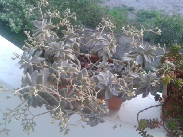 Name:  20160407_065111.jpg
Views: 1192
Size:  53.1 KB