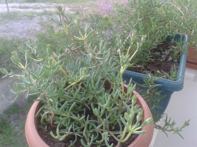 Name:  20160407_064729.jpg
Views: 944
Size:  53.2 KB