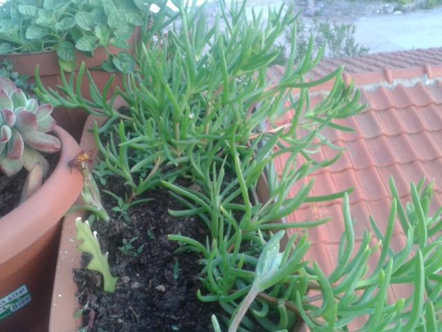 Name:  20160407_065436.jpg
Views: 930
Size:  50.4 KB