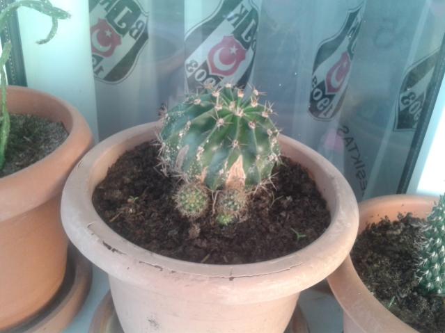 Name:  20160407_070632.jpg
Views: 897
Size:  37.4 KB