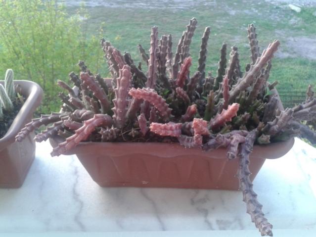 Name:  20160407_070642.jpg
Views: 880
Size:  41.9 KB