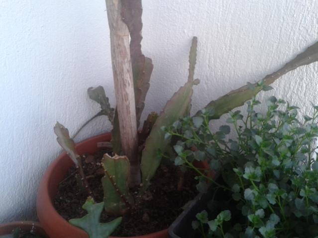 Name:  20160407_065404.jpg
Views: 878
Size:  37.0 KB