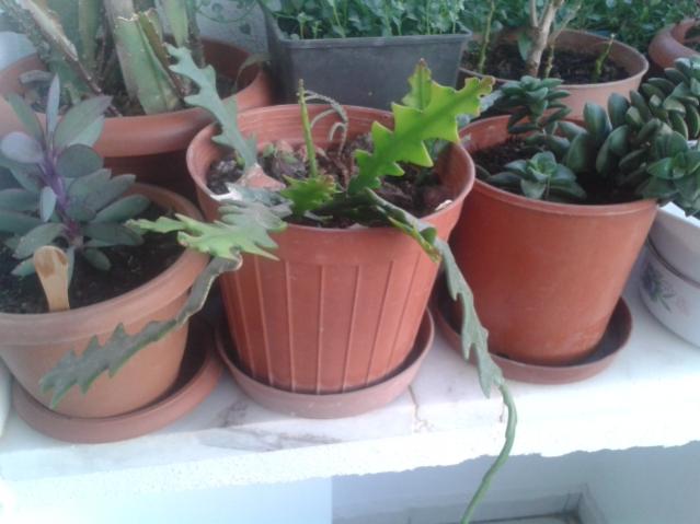 Name:  20160407_065347.jpg
Views: 869
Size:  37.1 KB