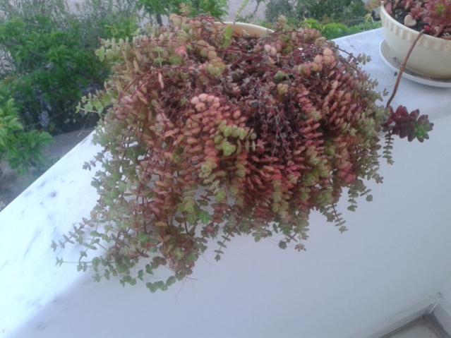 Name:  20160407_064904.jpg
Views: 876
Size:  43.9 KB