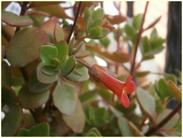 Name:  Kalanchoe manginii.jpg
Views: 965
Size:  32.5 KB