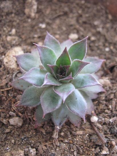Name:  sempervivum1.jpg
Views: 659
Size:  38.4 KB