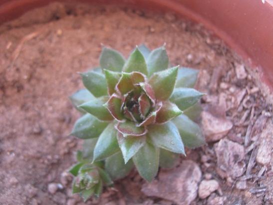 Name:  sempervivum.jpg
Views: 653
Size:  29.7 KB