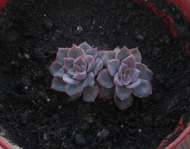 Name:  DSCF8917.jpg
Views: 558
Size:  43.5 KB