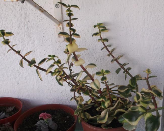 Name:  DSCF8905.jpg
Views: 605
Size:  48.8 KB