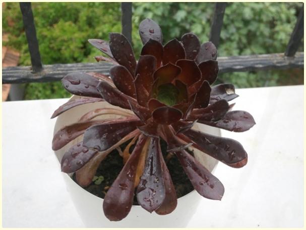 Name:  Aeonium arboreum.jpg
Views: 952
Size:  35.2 KB
