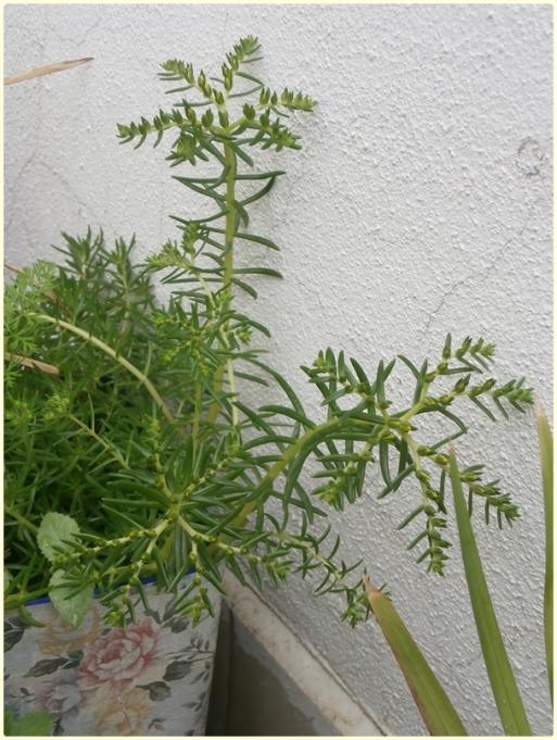 Name:  Sedum rupestre 'angelina'.jpg
Views: 1109
Size:  70.1 KB