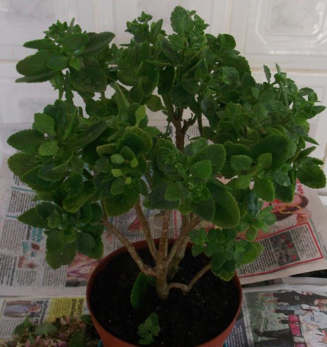 Name:  DSCF8945.jpg
Views: 560
Size:  58.7 KB