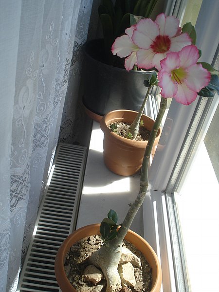 Name:  DSC08343.jpg
Views: 1026
Size:  61.9 KB
