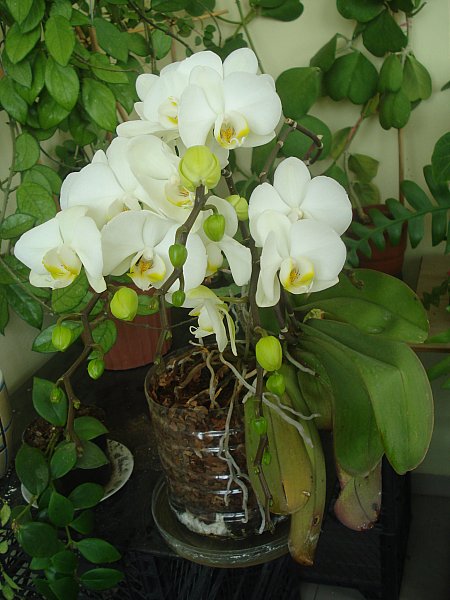 Name:  DSC08331.jpg
Views: 1001
Size:  62.5 KB