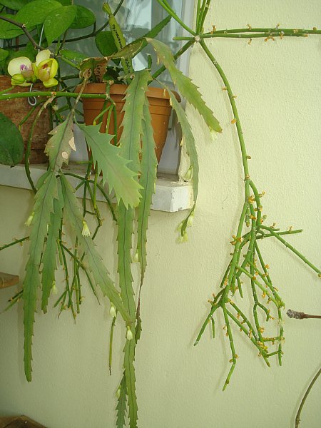 Name:  DSC08334.jpg
Views: 992
Size:  63.7 KB
